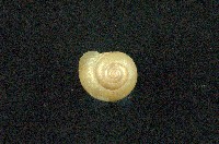 藏品(球蝸牛)的圖片